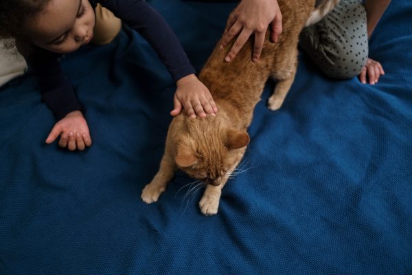 Zdjęcie do artykułu: Jak chronić zwierzęta przed pasożytami?